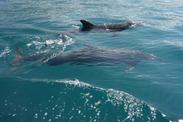 Las Catalinas Ocean Safari Tour