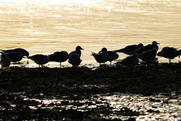 Las Catalinas Ocean Safari Tour