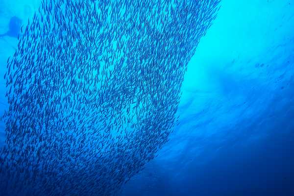Las Catalinas Ocean Safari Tour