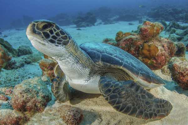 Las Catalinas Ocean Safari Tour
