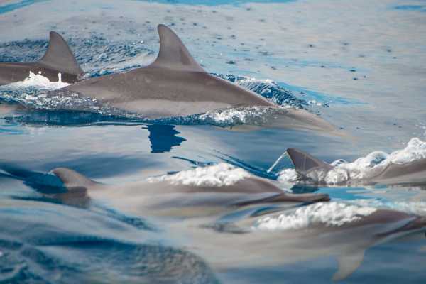 Las Catalinas Ocean Safari Tour