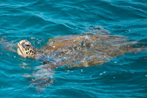 Las Catalinas Ocean Safari Tour