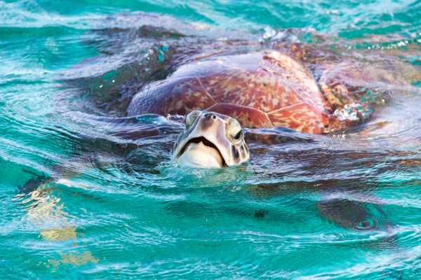 Las Catalinas Ocean Safari Tour
