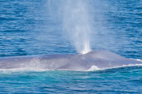 Las Catalinas Ocean Safari Tour