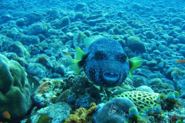Las Catalinas Ocean Safari Tour