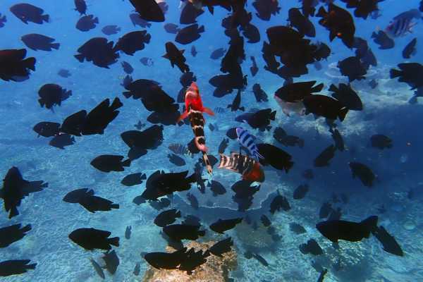 Las Catalinas Ocean Safari Tour