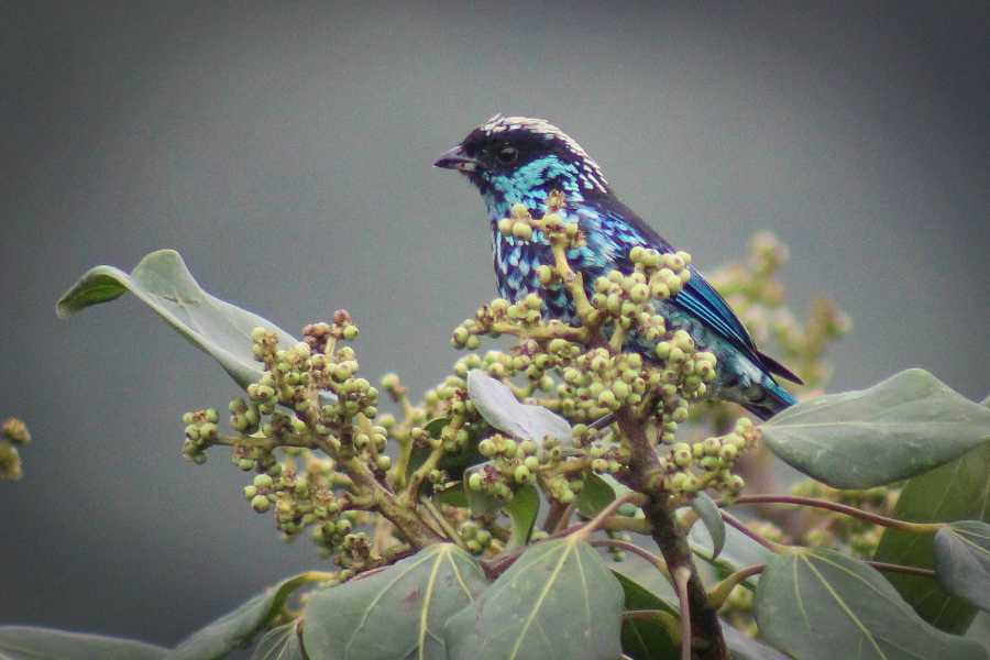 Andes Ecotours Chicaque Cloud Forest Birding & Birdwatching