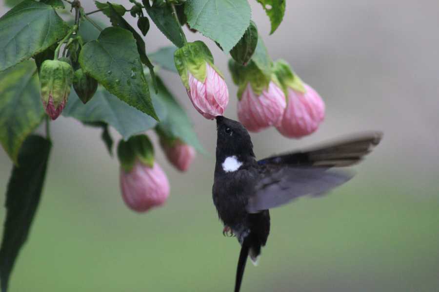 Andes Ecotours Chicaque Cloud Forest Birding & Birdwatching