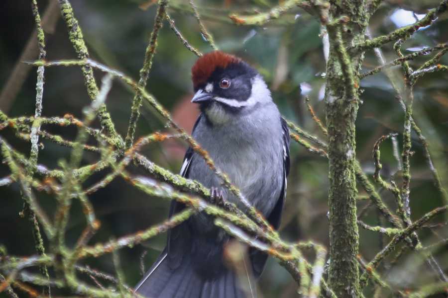 Andes Ecotours Chicaque Cloud Forest Birding & Birdwatching