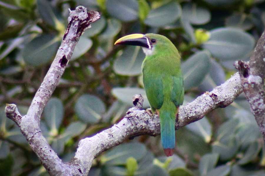 Andes Ecotours Chicaque Cloud Forest Birding & Birdwatching