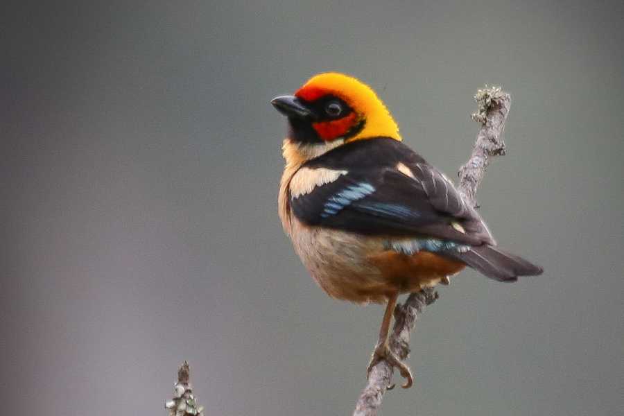 Andes Ecotours Chicaque Cloud Forest Birding & Birdwatching