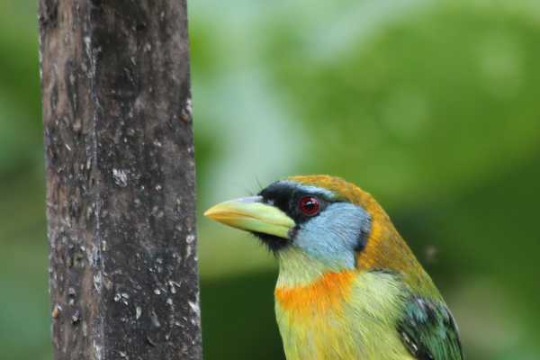 Birds & Beans Traditional Coffee Tour