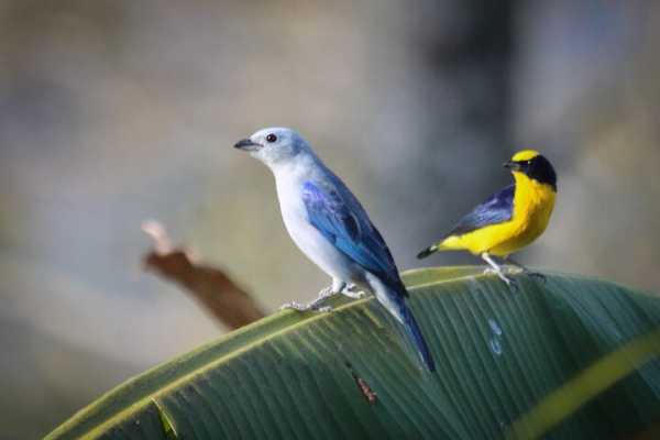 Birds & Beans Traditional Coffee Tour