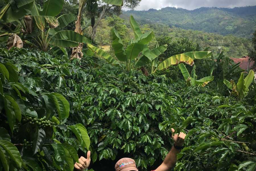 Andes Ecotours Birds & Beans Traditional Coffee Tour