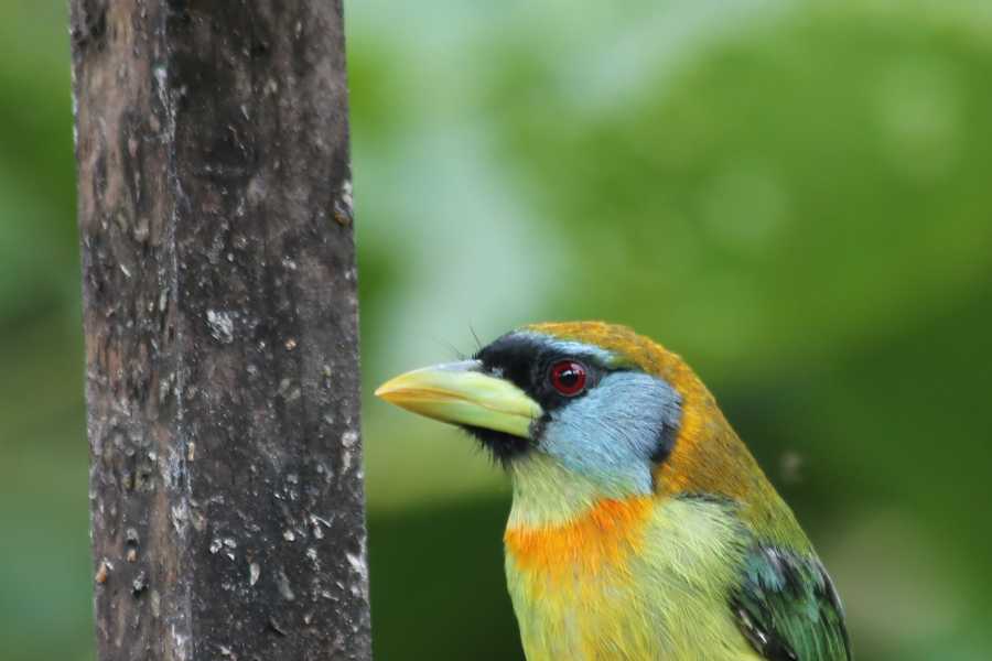 Andes Ecotours Birds & Beans Traditional Coffee Tour