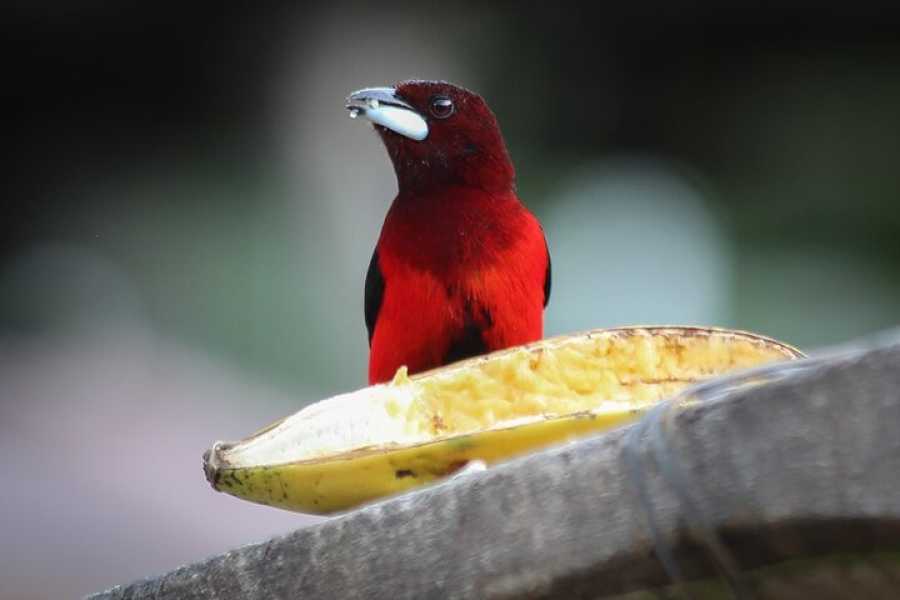 Andes Ecotours Birds & Beans Traditional Coffee Tour