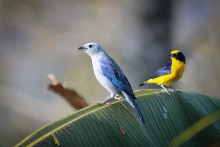 Andes Ecotours Birds & Beans Traditional Coffee Tour
