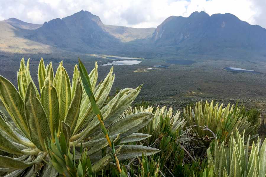 Andes Ecotours Sumapaz Mountaintop P&aacute;ramo Trek