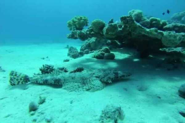 Snorkeling trip at Sharm el Naga bay from Hurghada