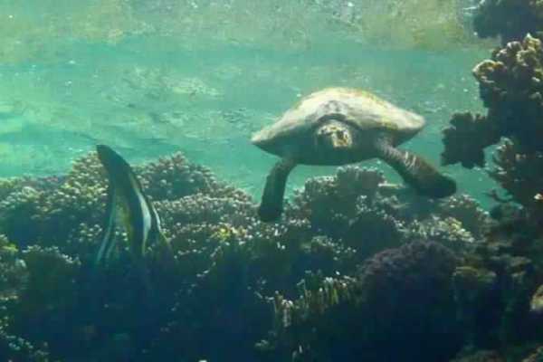 Snorkeling trip at Sharm el Naga bay from Hurghada
