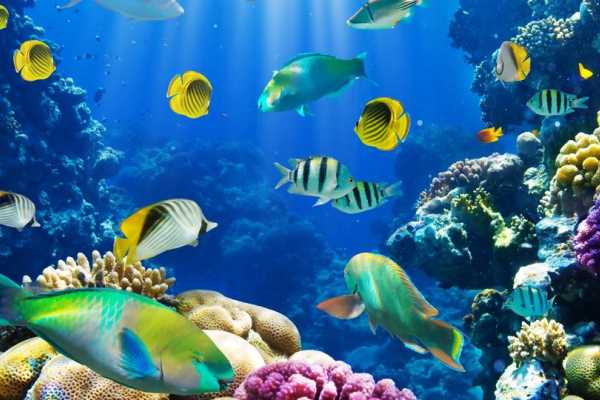 Sindbad Submarine tour from Hurghada