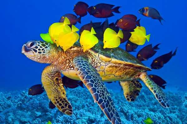 Sindbad Submarine tour from Hurghada
