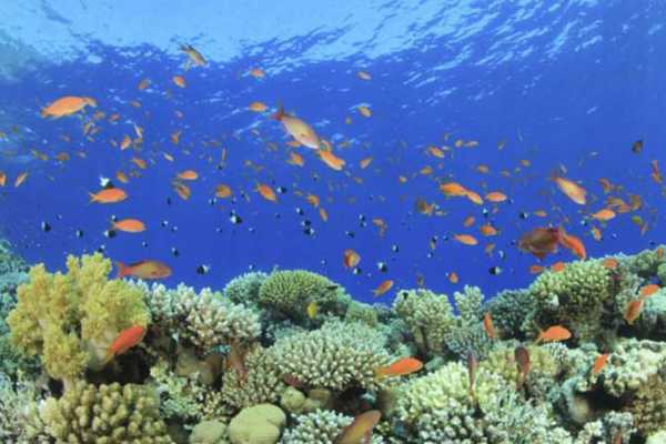 Snorkeling Trip At Port Ghalib Marina from Marsa Alam