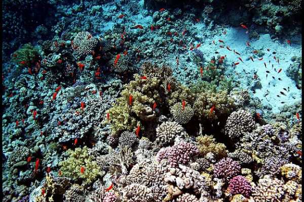 Orange Bay Island snorkeling  trip from  Hurghada