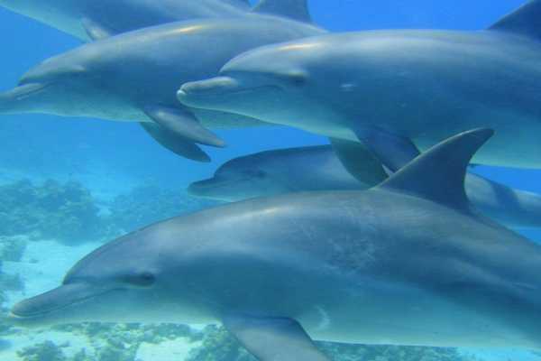 Dolphin house snorkeling trip from Makadi