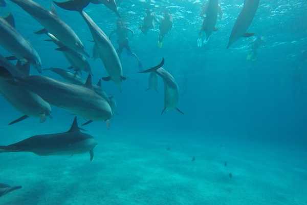 Private boat Snorkeling Trip  At Satayh Dolphin Reef from Marsa alam