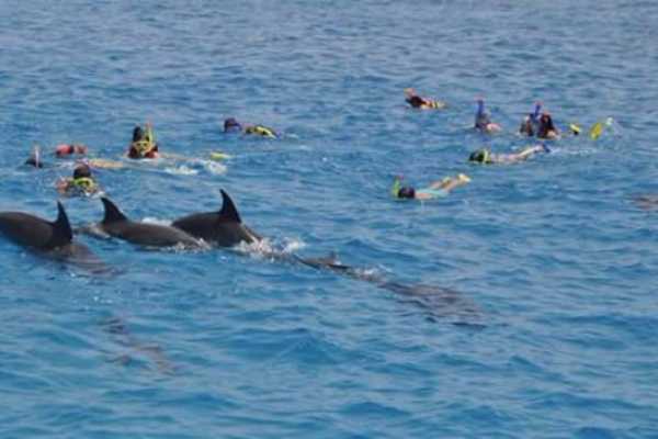 Private boat Snorkeling Trip  At Satayh Dolphin Reef from Marsa alam