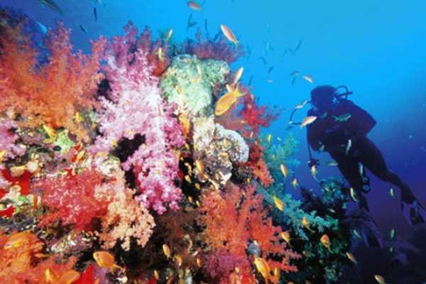 Ras Mohammed Day  Snorkeling Tour by Boat From Sharm El Sheikh