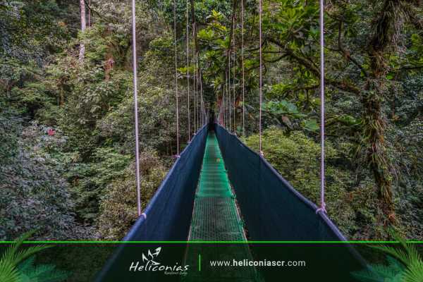 Heliconias Hanging Bridges and Canopy Hike