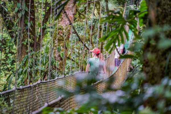 Heliconias Hanging Bridges and Canopy Hike