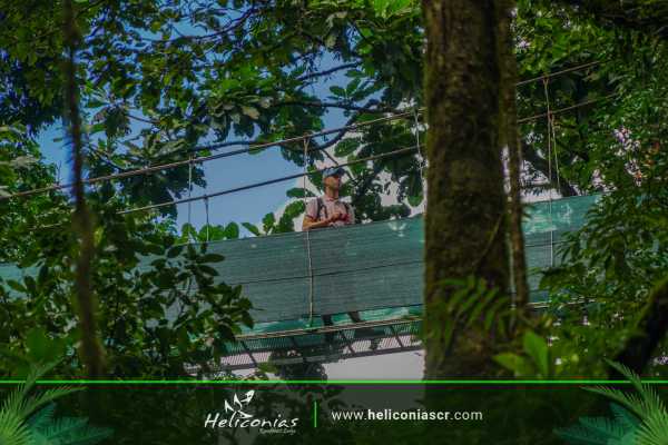 Heliconias Hanging Bridges and Canopy Hike