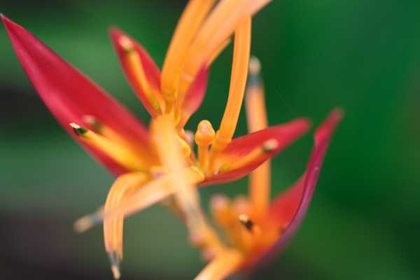 Heliconias Hanging Bridges and Canopy Hike