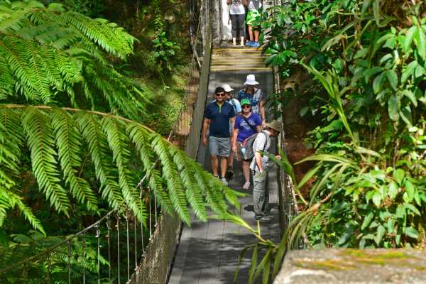 Heliconias Hanging Bridges and Canopy Hike