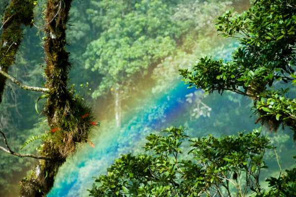 Heliconias Hanging Bridges and Canopy Hike