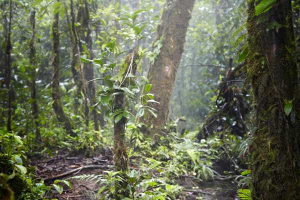 Heliconias Hanging Bridges and Canopy Hike