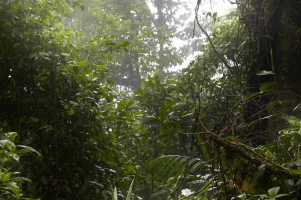 Heliconias Hanging Bridges and Canopy Hike
