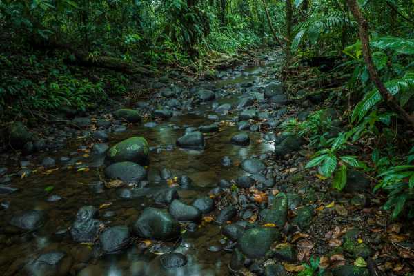 Heliconias Hanging Bridges and Canopy Hike