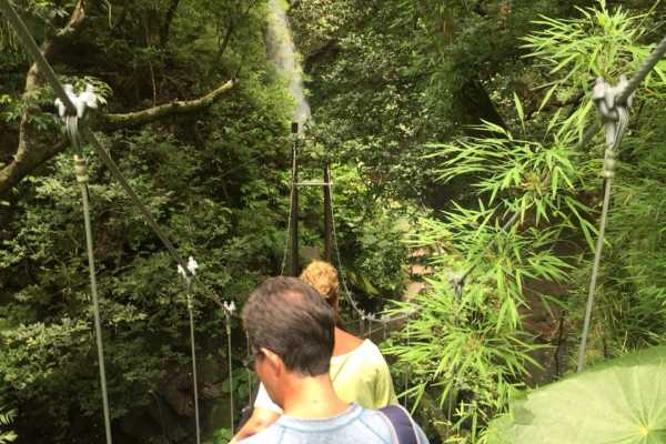 Heliconias Hanging Bridges and Canopy Hike