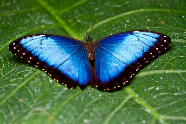 Heliconias Hanging Bridges and Canopy Hike