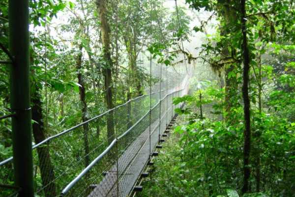 Heliconias Hanging Bridges and Canopy Hike