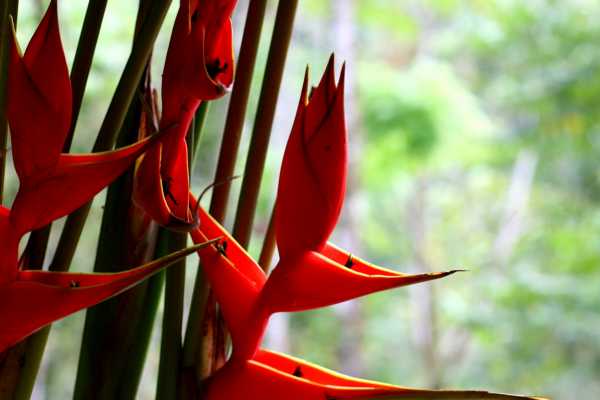 Heliconias Hanging Bridges and Canopy Hike