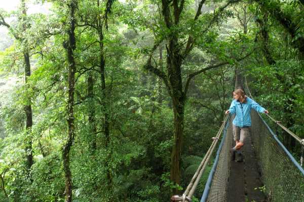 Heliconias Hanging Bridges and Canopy Hike