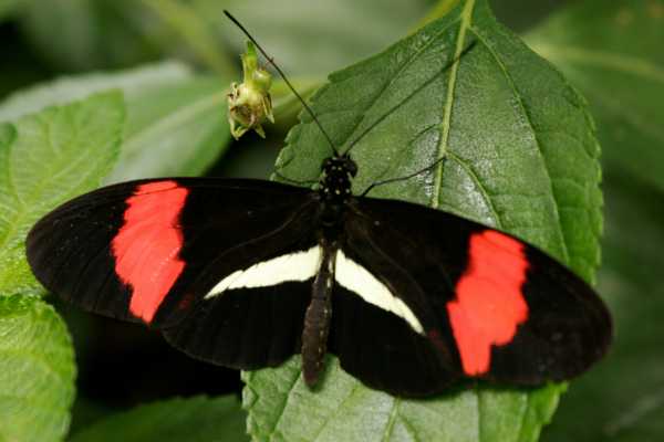 Heliconias Hanging Bridges and Canopy Hike