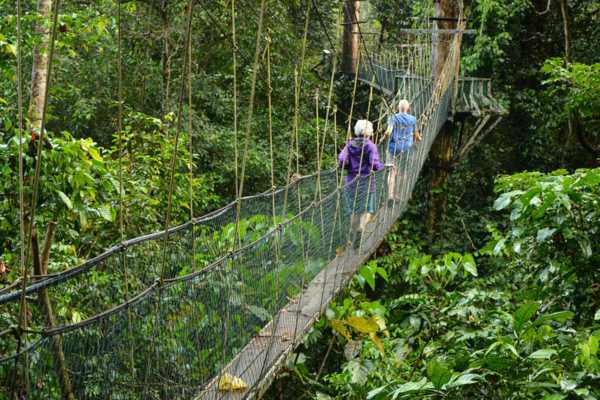 Heliconias Hanging Bridges and Canopy Hike