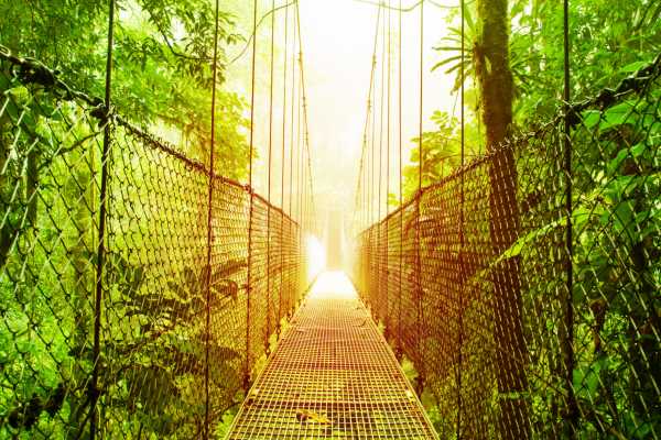 Heliconias Hanging Bridges and Canopy Hike