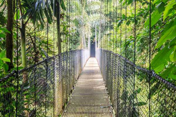 Heliconias Hanging Bridges and Canopy Hike